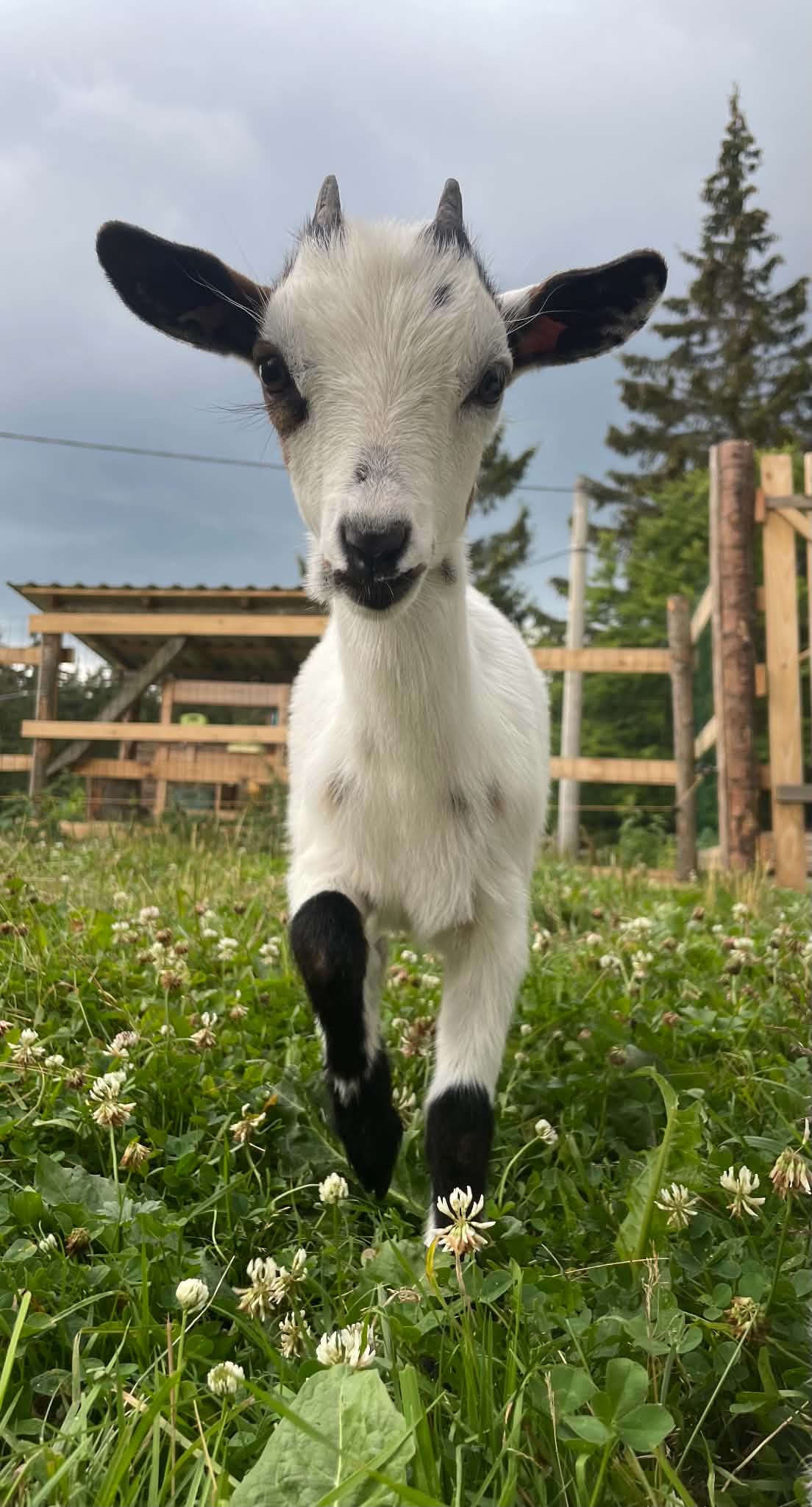 Goat trekking - Zapomeňte na lamy. Vyrazte na procházku s kozou.