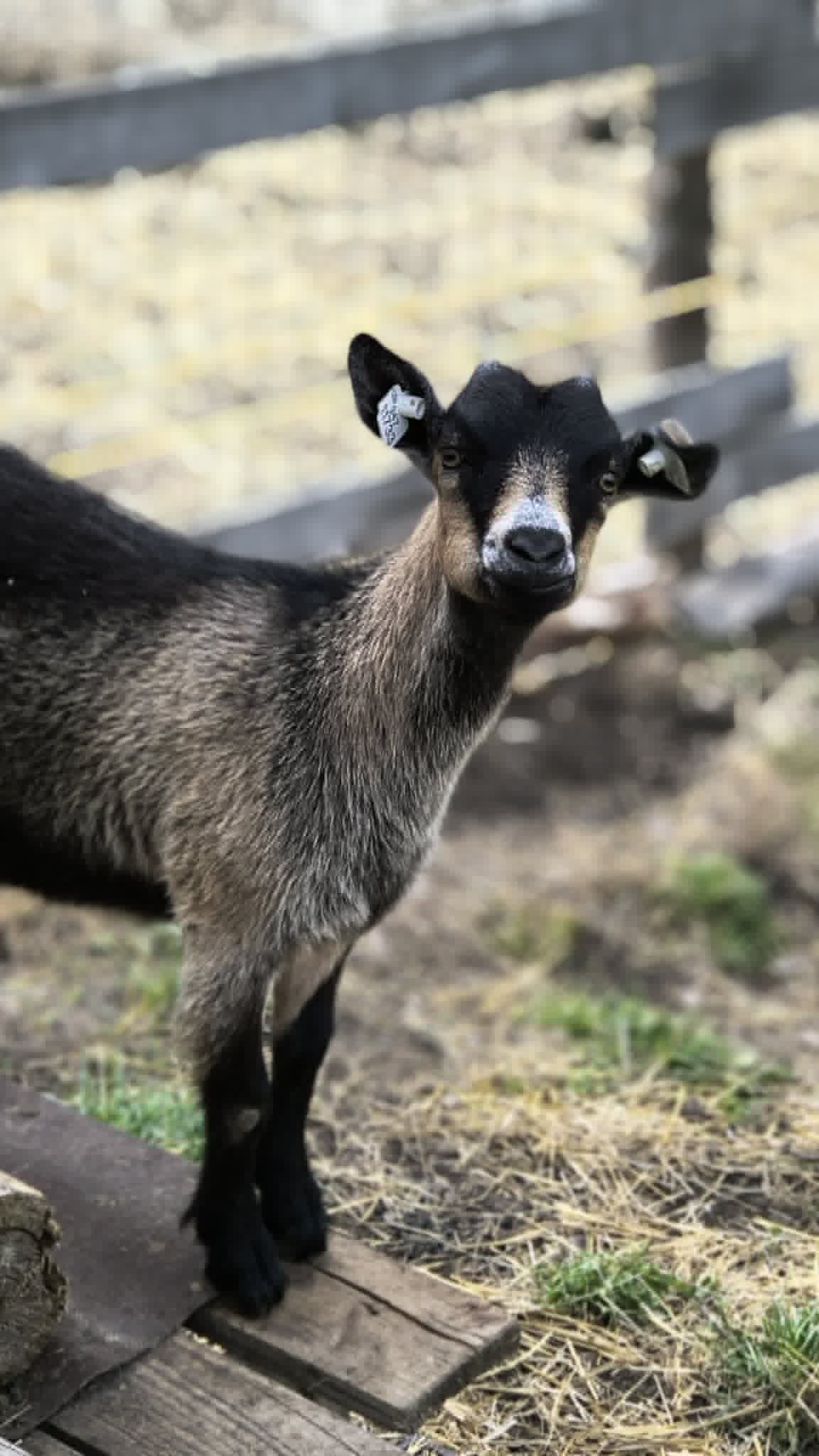 Goat trekking - Zapomeňte na lamy. Vyrazte na procházku s kozou.