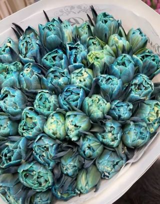 Tiffany tulips?why not?;)😍