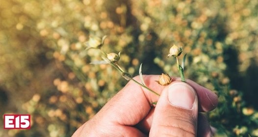 Deník E15.cz - článek o tradici pěstování lnu u nás