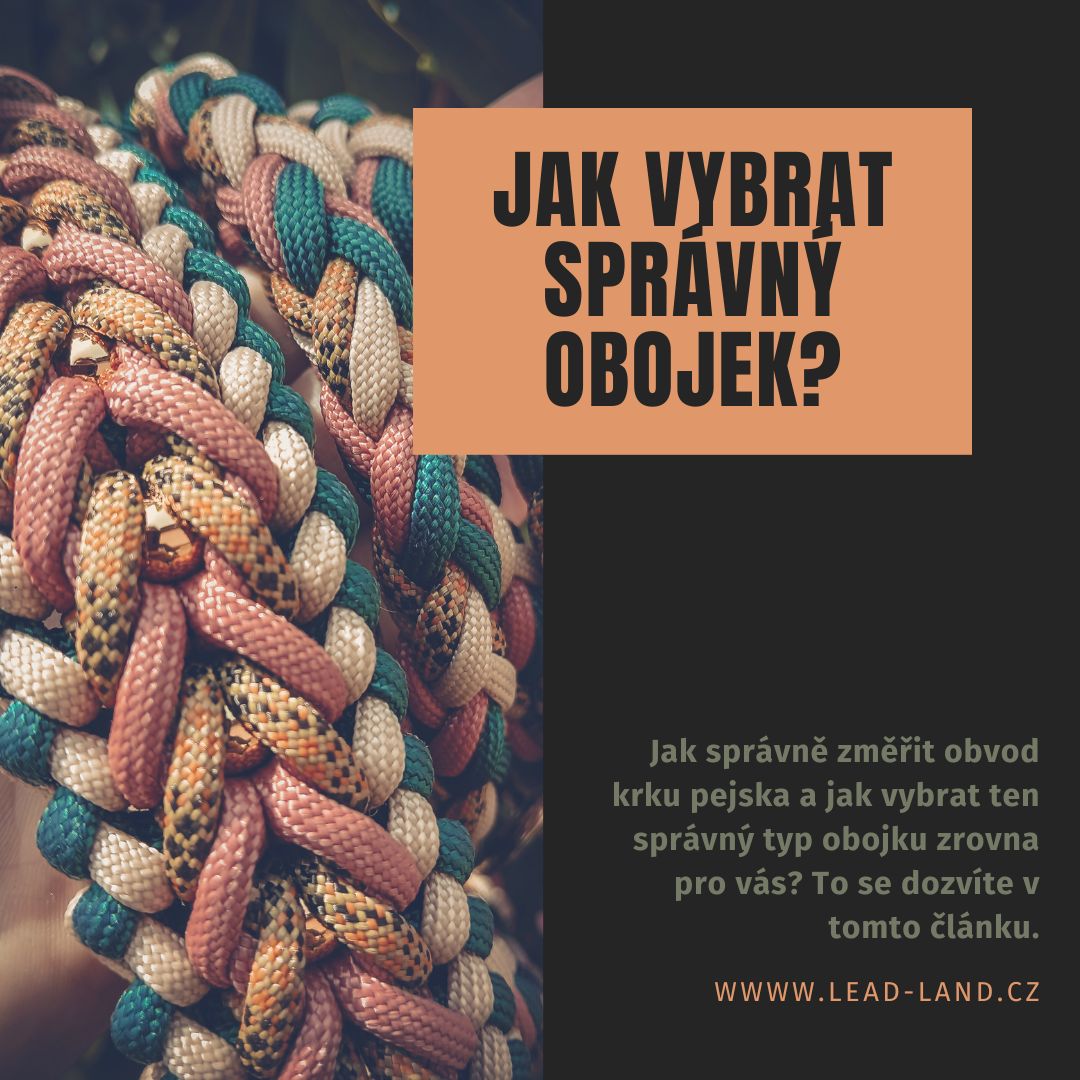 Jak vybrat správný obojek pro psa: Velký obojkový průvodce