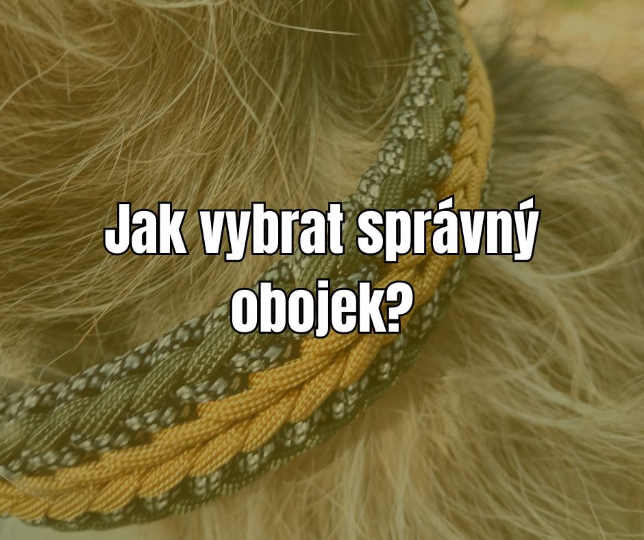 Jak vybrat správný obojek pro psa: Velký obojkový průvodce