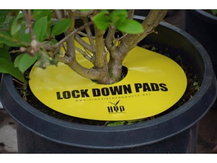 lock down pad plant