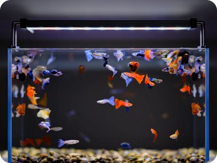 Twinstar LED rasvjeta za akvarij II 60A