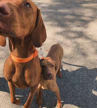 Liebe hunde kunden ❤️🐶 #hund #magyarvizsla #hundeliebe #hundefotografie