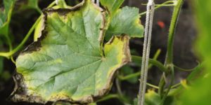 A kalcium hiánya - hogyan ismerhető fel a növényeknél?