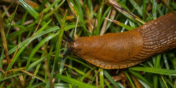 Ferramol - csigák elleni készítmény