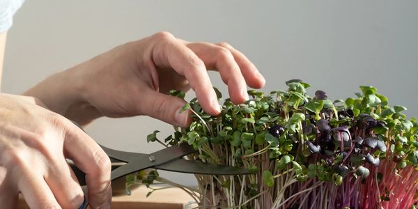Hogyan termessz otthon saját microgreens-t?