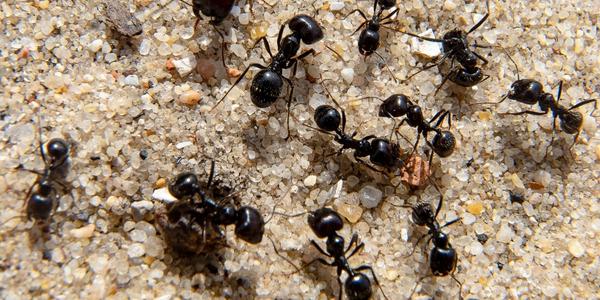 Loxiran - hangya elleni termék