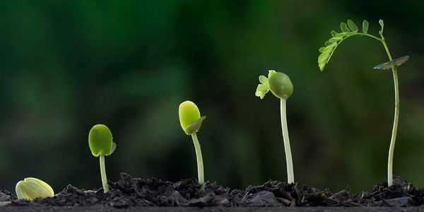 Milyen fázisai vannak a növény életének?