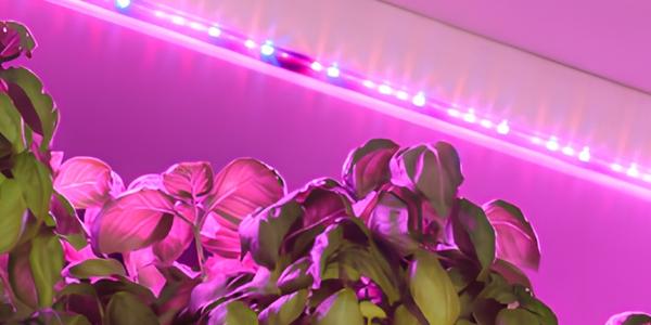 Miért válasszuk a LED lámpákat a növénytermesztéshez? (Növénytermesztés mesterséges világítás alatt)