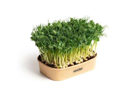 55397 1 sada pro domaci pestovani microgreens hrasek affyla