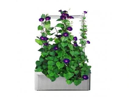 56427 hydroponicky kvetinac