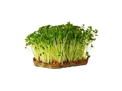 redkev daikon