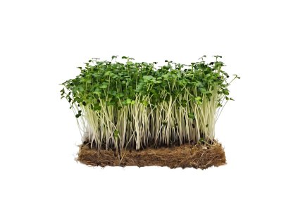 brokolice calabrese