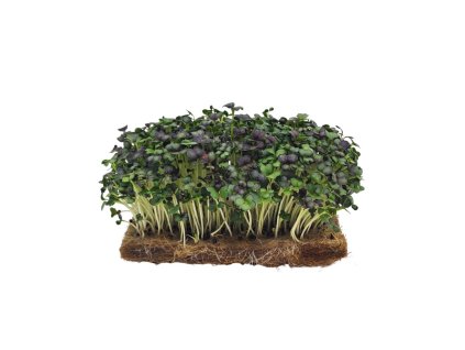 pak choi microgreens