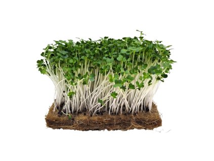 66058 pak choi white