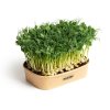 55397 1 sada pro domaci pestovani microgreens hrasek affyla