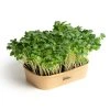 55403 55403 1 sada pro domaci pestovani microgreens redkev daikon
