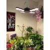 56777 1 4322 1 sansi led zarovka e27 60w svitidlo pro rust rostlin