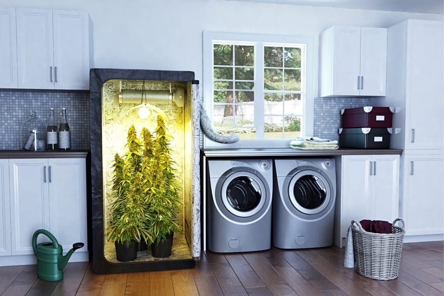 Everything You Need to Know About Grow Boxes