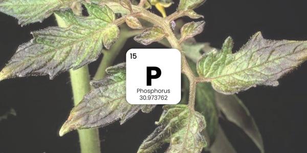 Fosfor – Jak poznat, kdy ho má rostlina nedostatek?