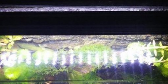 Jak zvolit vhodné LED osvětlení pro akvárium