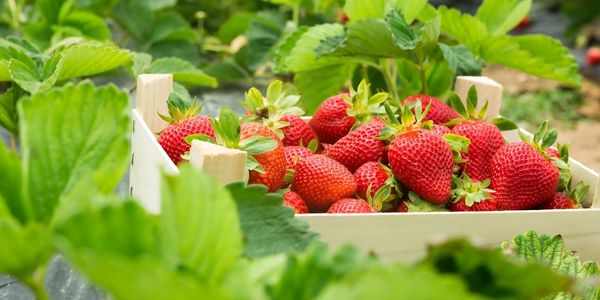 Jak dosáhnout dokonalé úrody - krok za krokem