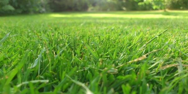 Jak založit trávník