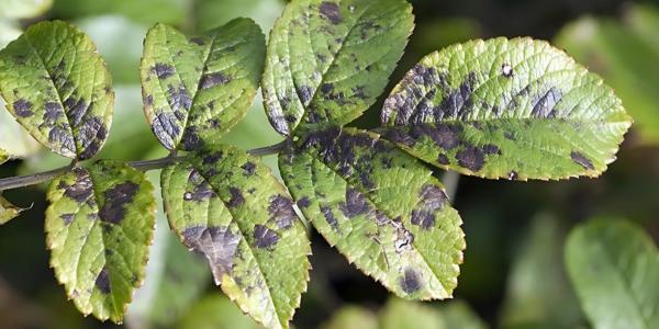 Kompletní průvodce chorobami rostlin