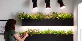 Jak je to s LED osvětlením pro pěstování rostlin?