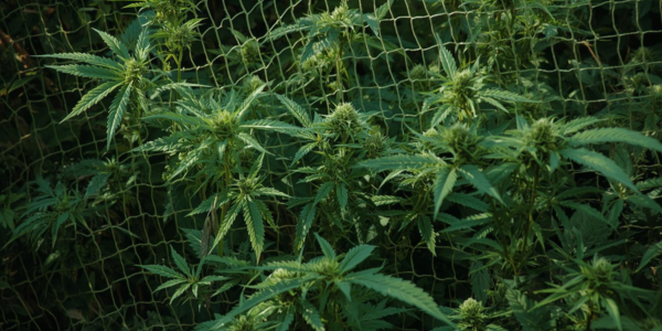 Indoor pěstební metody: Screen of Green (ScrOG)
