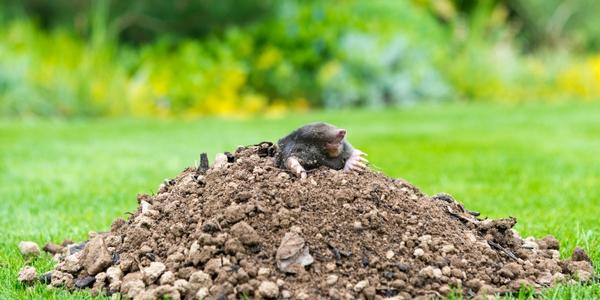 Oprava trávníku a jeho poškozených míst