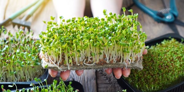 Pěstování vlastních bylinek doma