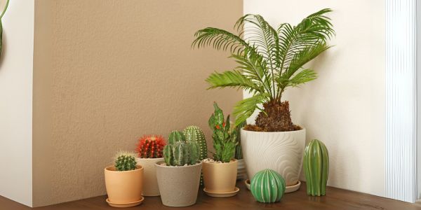 Pokojové palmy a kaktusy - Jaké hnojivo zvolit a jak jim dodat správný poměr světla?