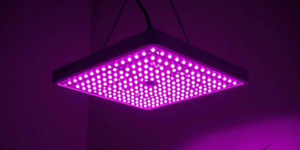 Pravda o pěstebním LED osvětlení a bezpečnosti pro člověka