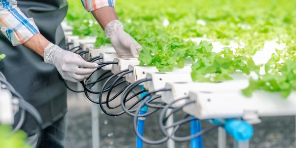 Proč používat hydroponické živiny?