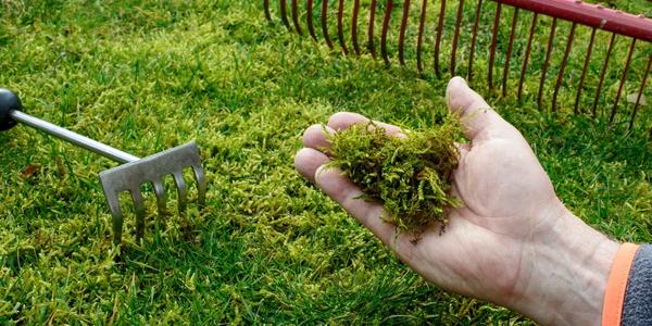 Trávník - ničení plevele a mechů