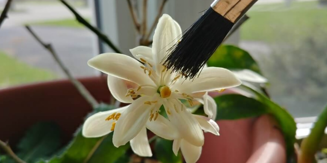 Jak na umělé opylování při pěstování rostlin indoor