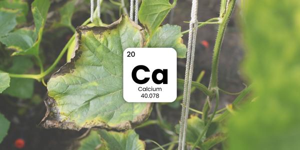 Vápník – Jak poznat, kdy ho má rostlina nedostatek?