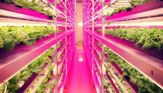 LED-grow-lights-improve-agricultural-output