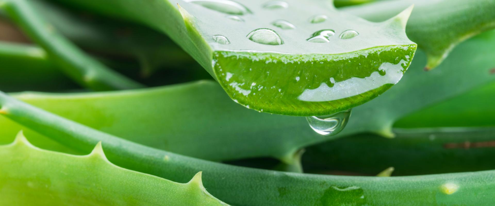 aloevera