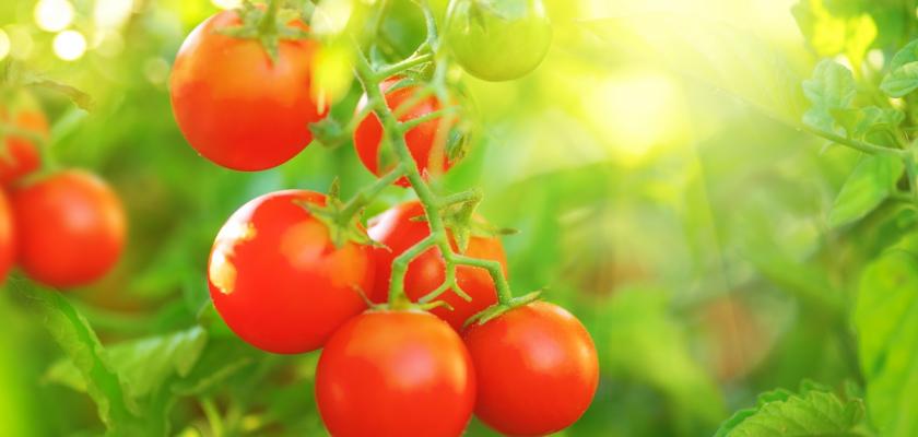 Kdy hnojit sazenice rajčat?