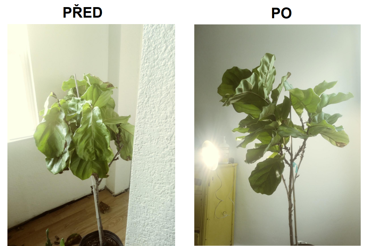 rastlina pred a po použití LED osvetlenie