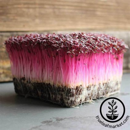 Amarant Garnet Red (100 g), semínka na klíčení - pro pěstování Microgreens