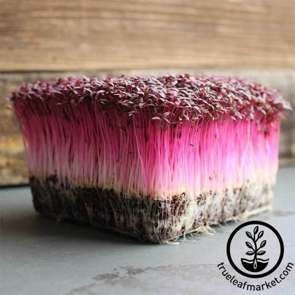 Amarant Garnet Red microgreens rosltinky