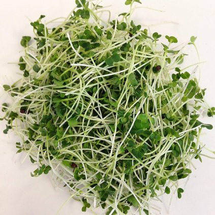 Brokolice Raab BIO (100 g), semínka na klíčení - pro pěstování microgreens