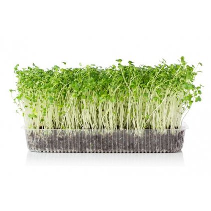 Hořčice bílá BIO (100g), semínka na klíčení - pro pěstování microgreens