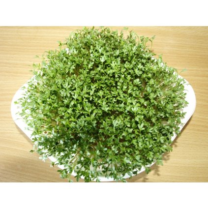 AlfaAlfa BIO Medicago sativa semena