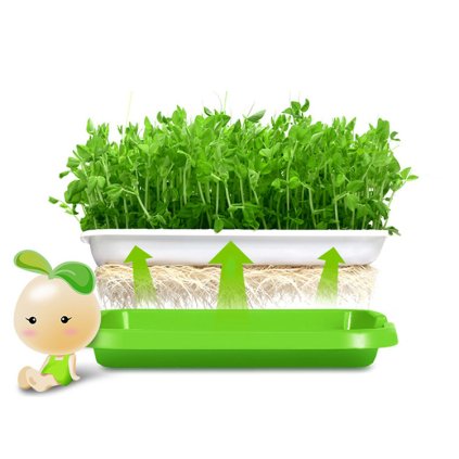 tác podmiska pro pěstování microgreens